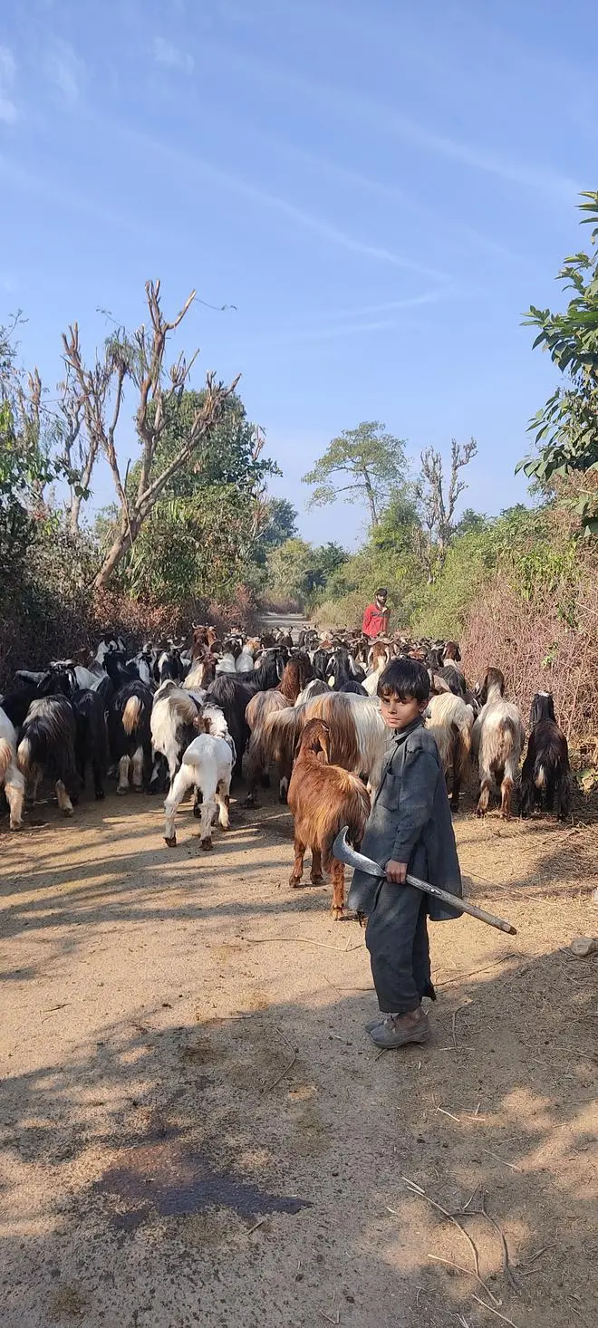 A child from a tribal community herds goats in Barwal village, Kathua district. A child from a tribal community herds goats in Barwal village, Kathua district.