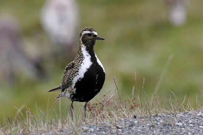 Eurasian golden plover. Eurasian golden plover.