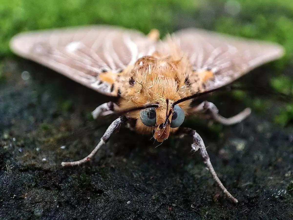 Tropical tiger moth