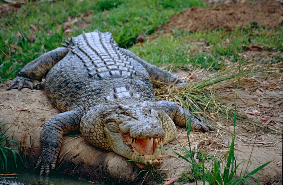 A report submitted by the Wildlife Institute of India in July 2022 for the conservation and management of the saltwater crocodile states that of the 195km of coastline of the island, 77km of the reptile’s habitat is likely to be affected by the Nicobar shipping project’s activities.