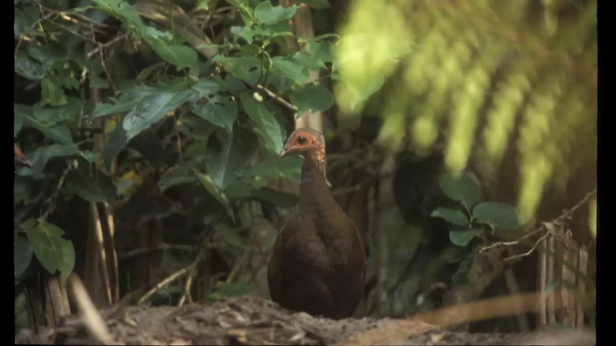 NITI Aayog-led development project puts flora and fauna of Great Nicobar Island in peril