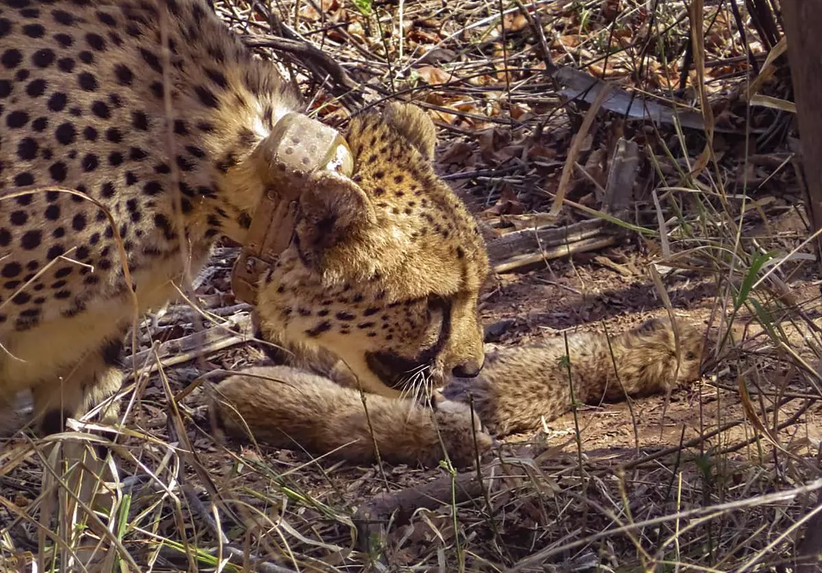 Female cheetah Gamini with her newborn cubs at Kuno National Park. Gamini was brought from Tswalu Kalahari Reserve in South Africa.  