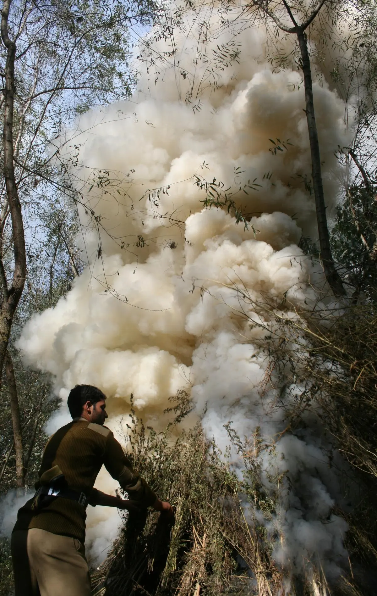 Policemen destroying a cannabis crop in Awantipora in south Kashmir, in April 2023. Every year, the authorities destroy cannabis cultivated on thousands of acres across the country.