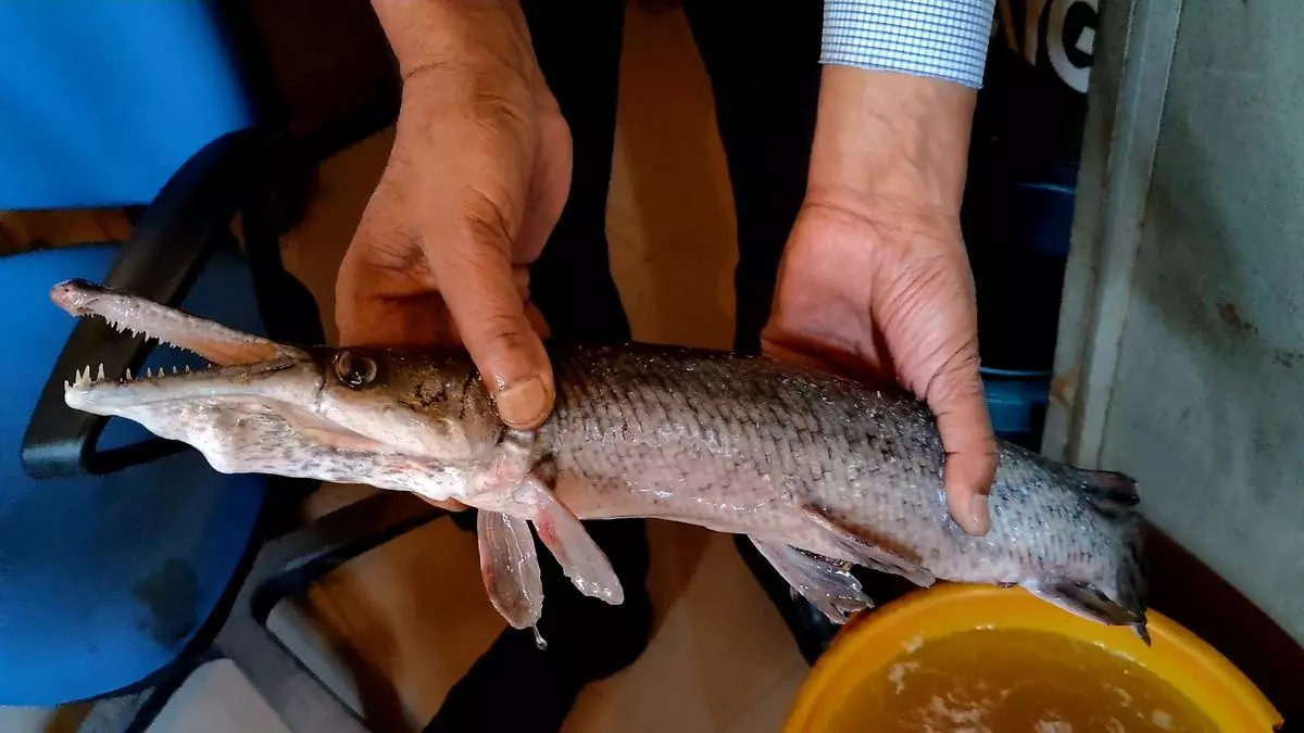 Unprecedented discovery of alligator gar fish raises concerns over Kashmir’s aquatic ecosystem