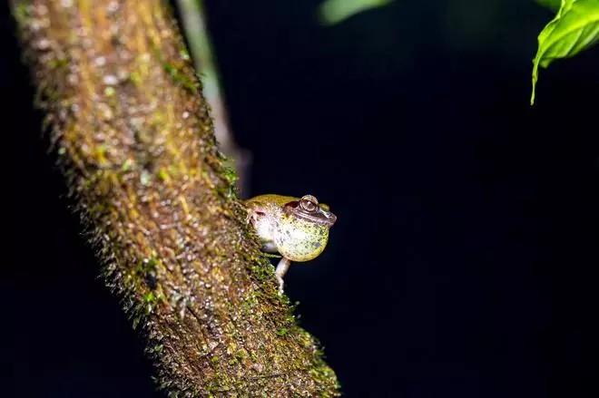 Amboli Bush Frog s rozšířeným hlasovým vakem pro páření.