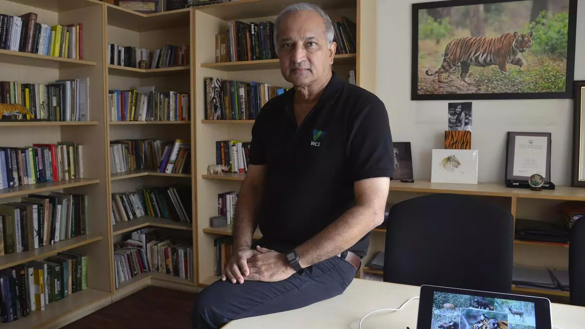 ‘We can easily reach 10,000 tigers’: Dr K. Ullas Karanth, leading tiger expert - Frontline