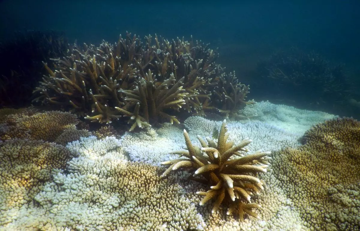 Bleached coral in the Gulf of Mannar in the Indian Ocean in 2016. 