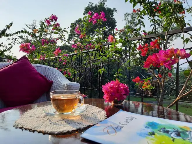Moonlight Tea, one of the most expensive teas from Darjeeling. Moonlight Tea, one of the most expensive teas from Darjeeling.