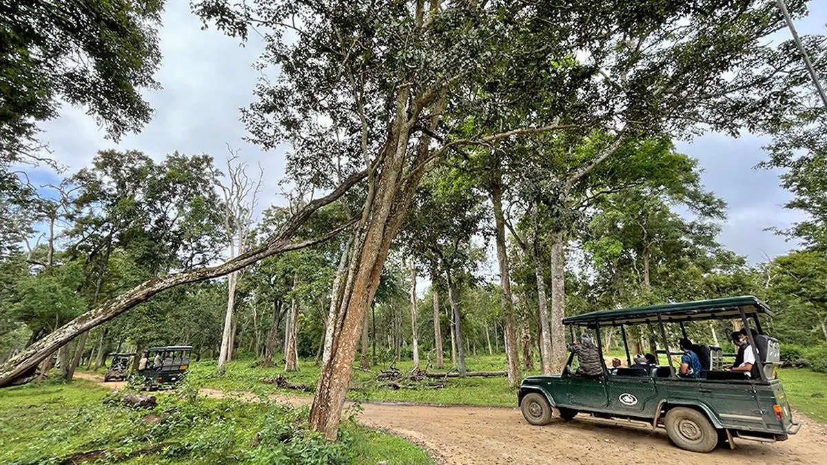 Tourists and wildlife enthusiasts go on a jungle safari with the Forest Department at Nagarahole National Park. 