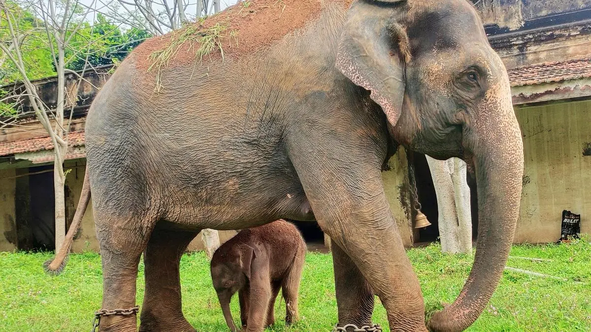 Wildlife (Protection) Act amendment misses chance to free captive elephants