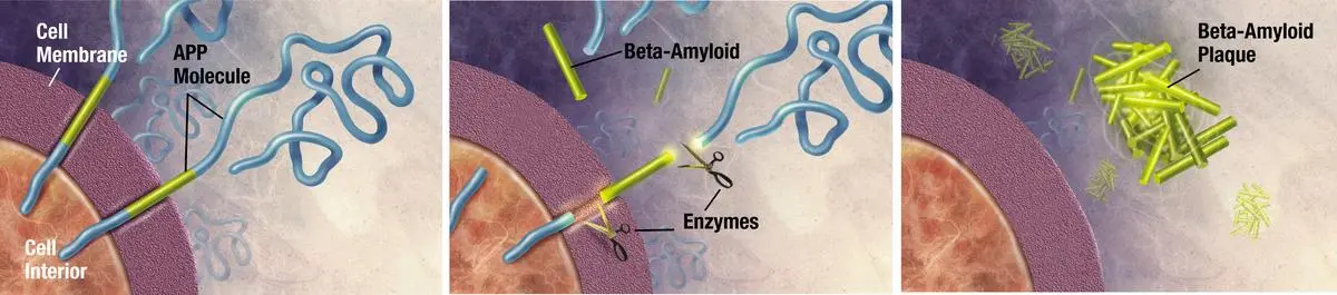 Enzymes such as BACE1 and gamma-secretase act on the amyloid precursor protein (APP) and cut it into fragments of protein, one of which is amyloid beta, key to the formation of senile plaques in Alzheimer’s disease. 