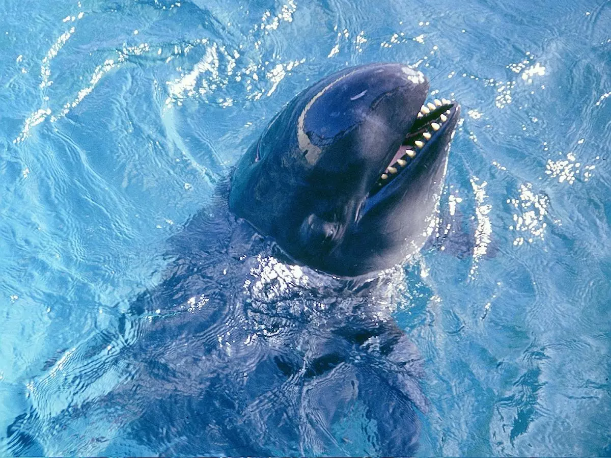 Classified as “near threatened” on the IUCN Red List, the false killer whale is another species whose presence in the Nicobar waters could soon be a thing of the past.