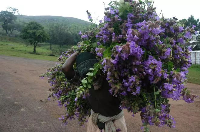 A person carries the kurinji flowers for his cattle in Bababudangiri in 2006. 