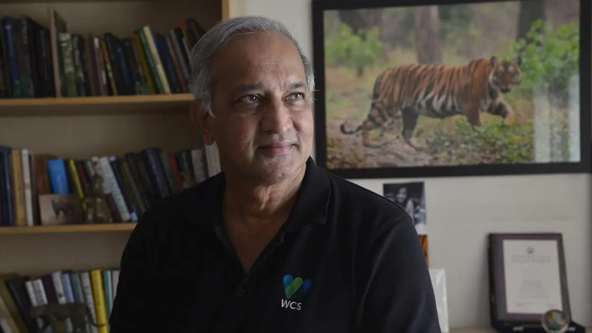 K. Ullas Karanth, tiger conservation expert: ‘Not amrit kaal for tiger science in India’ - Frontline