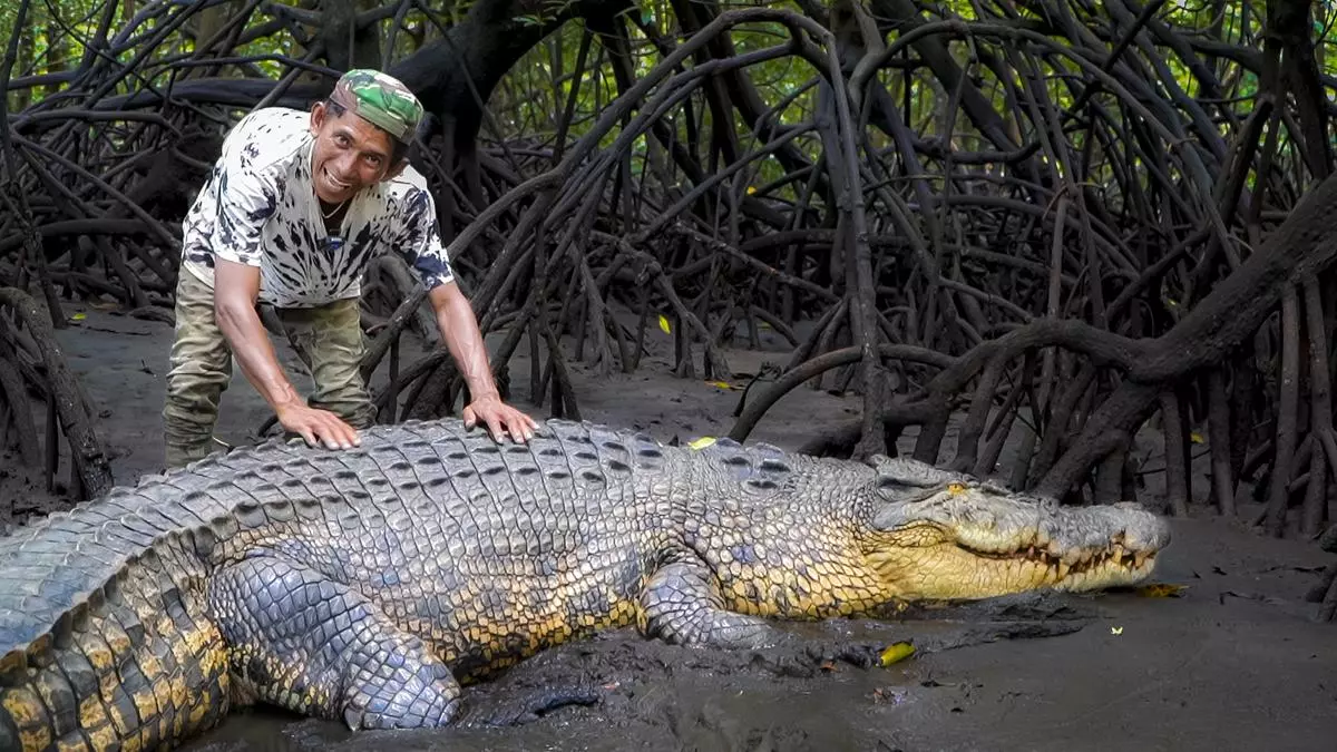 Pak Ambo with Riska, who is basking in the sun. The crocodile’s size and remarkable features serve as a testament to the strength and resilience of these creatures in their natural habitat.