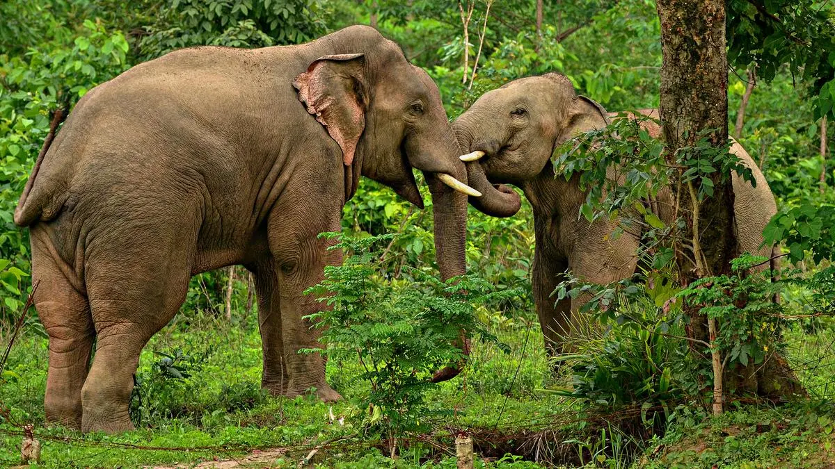 Chhattisgarh Mining Crisis Forces Elephants Into Deadly Human Conflicts