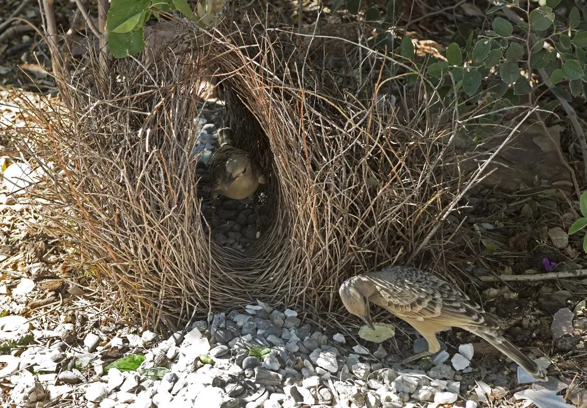 A bowerbird nest at Lake Argyle, Western Australia.