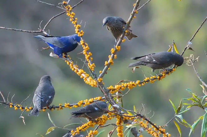 Feasting on sea buckthorn berries. Feasting on sea buckthorn berries.