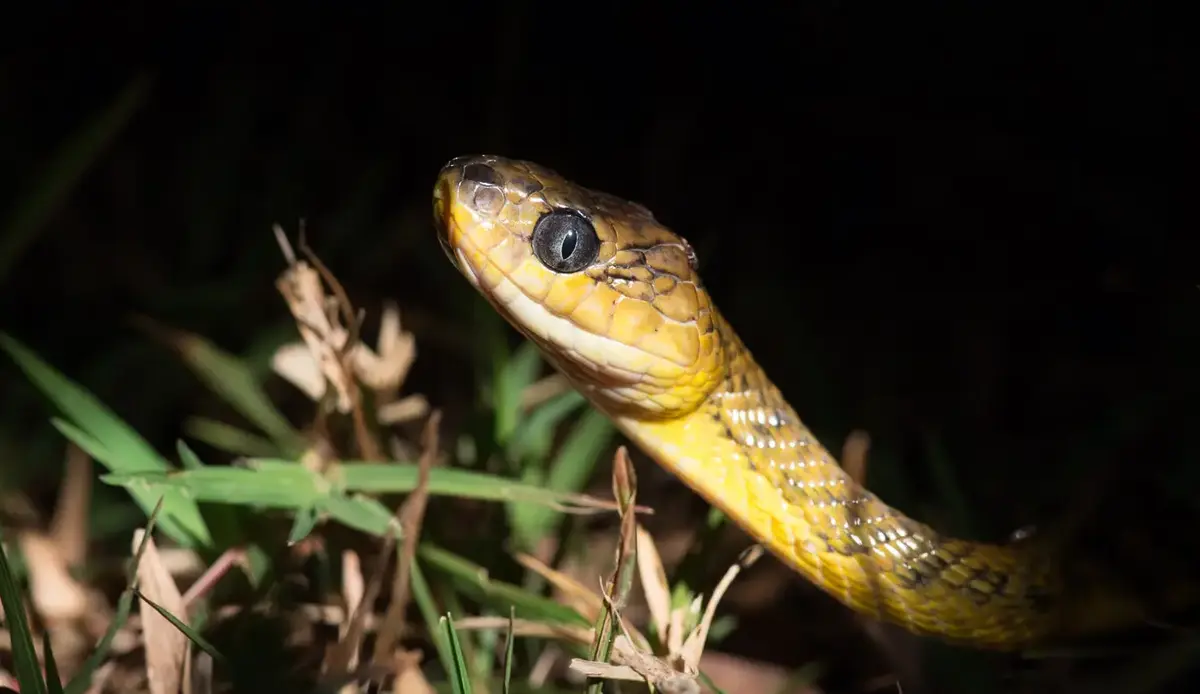 Widespread habitat loss is pushing the Nicobar cat snake towards settlements where conflict with humans is leading to further harm.