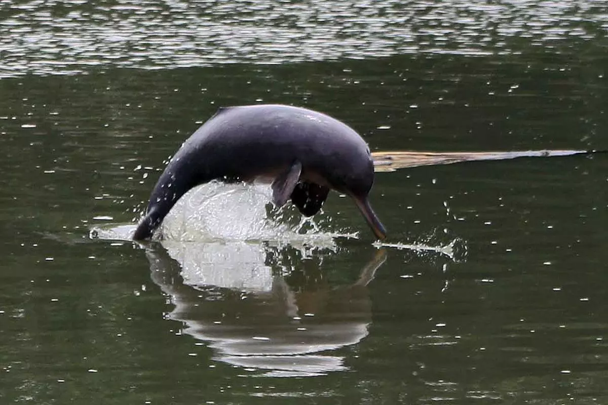 The downstream reaches of the Lohit river form an important habitat of the national aquatic animal, the gangetic river dolphin.