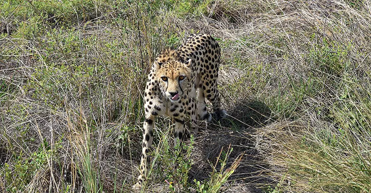 The deaths of six of the 20 adult cheetahs that were introduced to Kuno National Park and three of the four cubs that were born in India does raise several concerns.