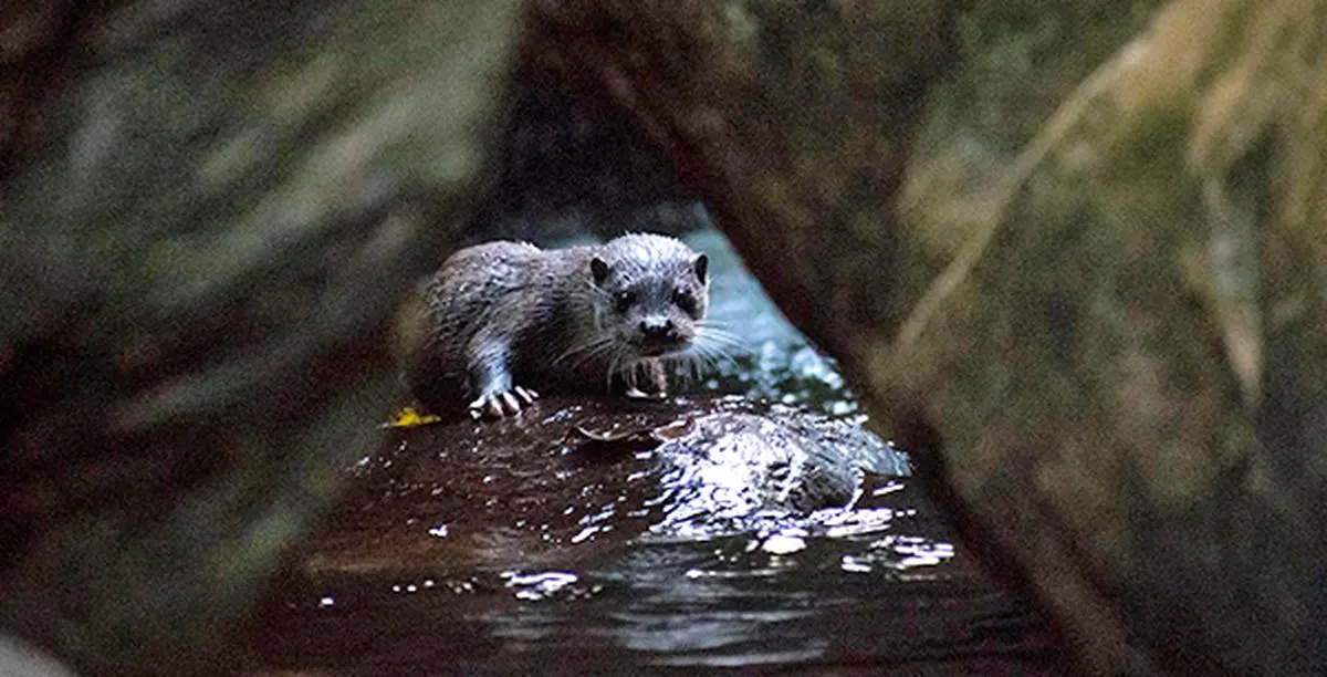 Under the new forest rules, encroachments in the densely-forested and wildlife-rich districts of Idukki, Kottayyam, Ernakulam, Pathanamthitta, and Thrissur in Kerala would no longer count as such. This picture shows the rare Eurasian otter in Chinnar Wildlife Sanctuary in Idukki. 