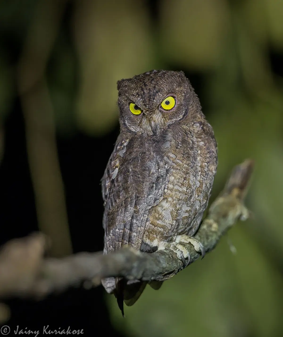While there still has been no population survey, literature exists that estimates that just over 1,000 mature individuals of the Nicobar scops owl are left on Great Nicobar, which constitutes their largest population. 