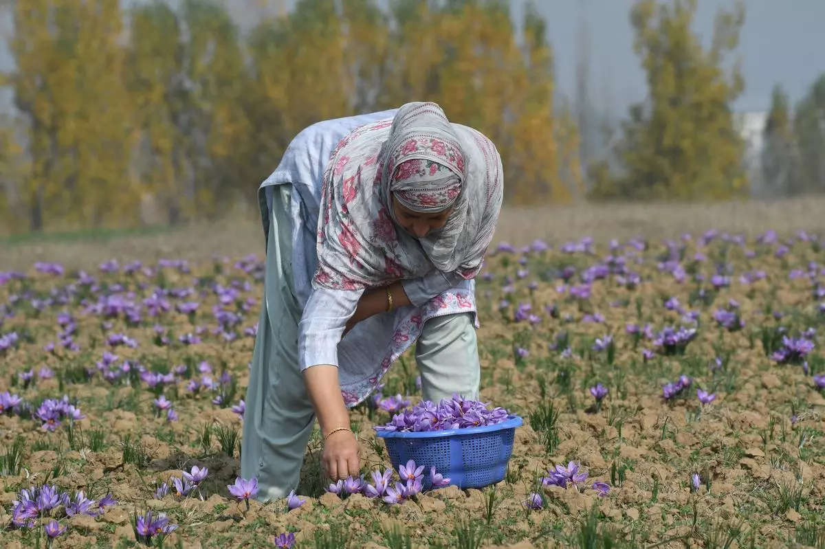 A Kashmiri farmer picks saffron flowers in Pampore. 