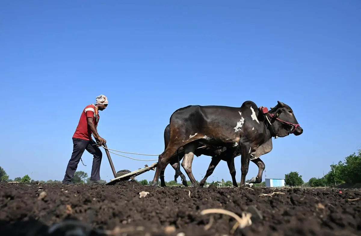 The Maratha community, primarily engaged in agriculture, is deeply frustrated as their calls for a share in OBC reservation remain unheeded. Amid a persistent agrarian crisis, they hold onto the hope that reservations could provide crucial support. 