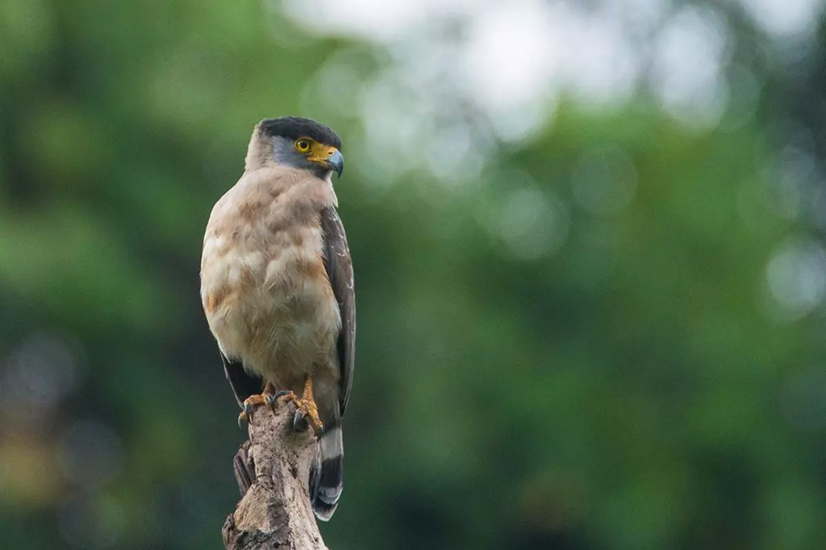 The great Nicobar serpent eagle is endemic to the Great Nicobar Island and endangered on the IUCN Red List. While some birds of prey like kites are generalist, human-tolerant species, serpent eagles are very rarely sighted alongside settlements or towns and prefer rural farmland or undisturbed forest systems.