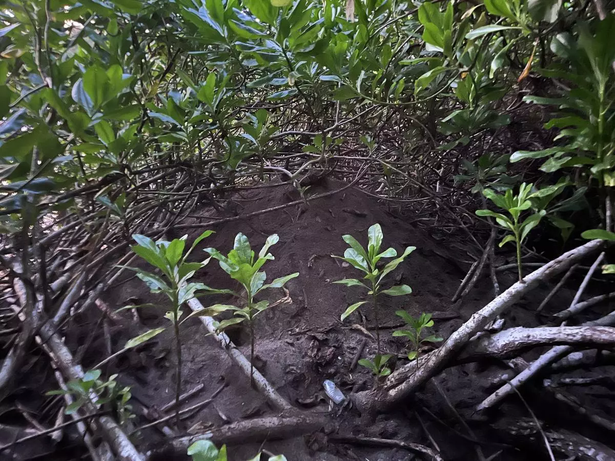 Megapodes characteristically lay their eggs in nests of sand, mud, and organic debris built into mounds. The environmental clearance granted to the Great Nicobar port has declared that 30 of the 51 mounds will be permanently destroyed.