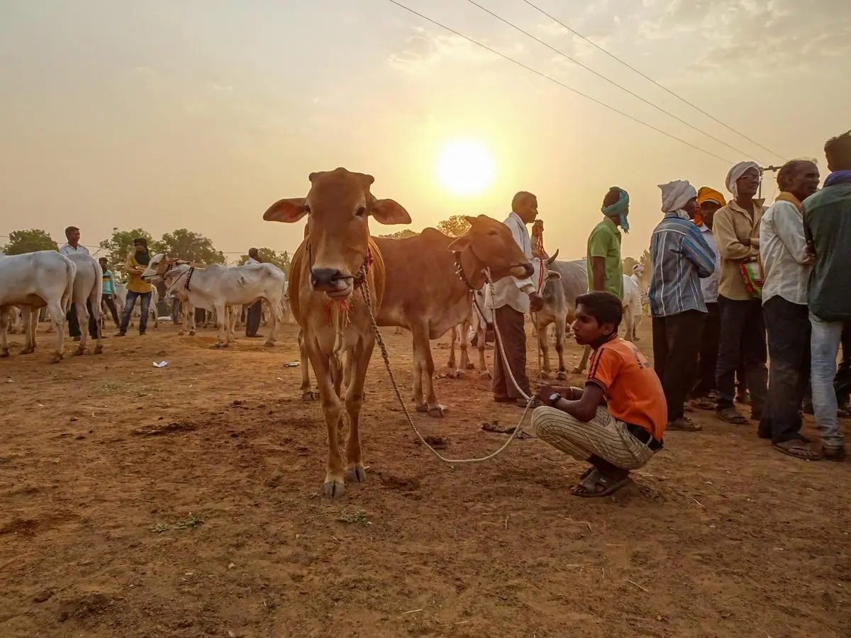 Living the Gond life Frontline