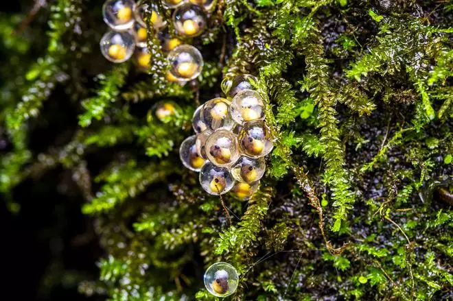 Desítky žabek Amboli obalené ve svých průhledných „bublinatých vejcích“.