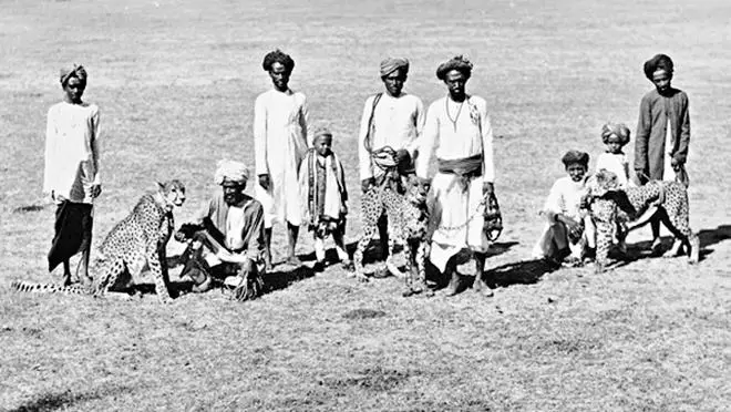 Photograph of three cheetahs with handlers at Baroda, Gujarat, from the Curzon Collection, taken by an unknown photographer during the 1890s, according to the British Library’s Online Gallery. Photograph of three cheetahs with handlers at Baroda, Gujarat, from the Curzon Collection, taken by an unknown photographer during the 1890s, according to the British Library’s Online Gallery.