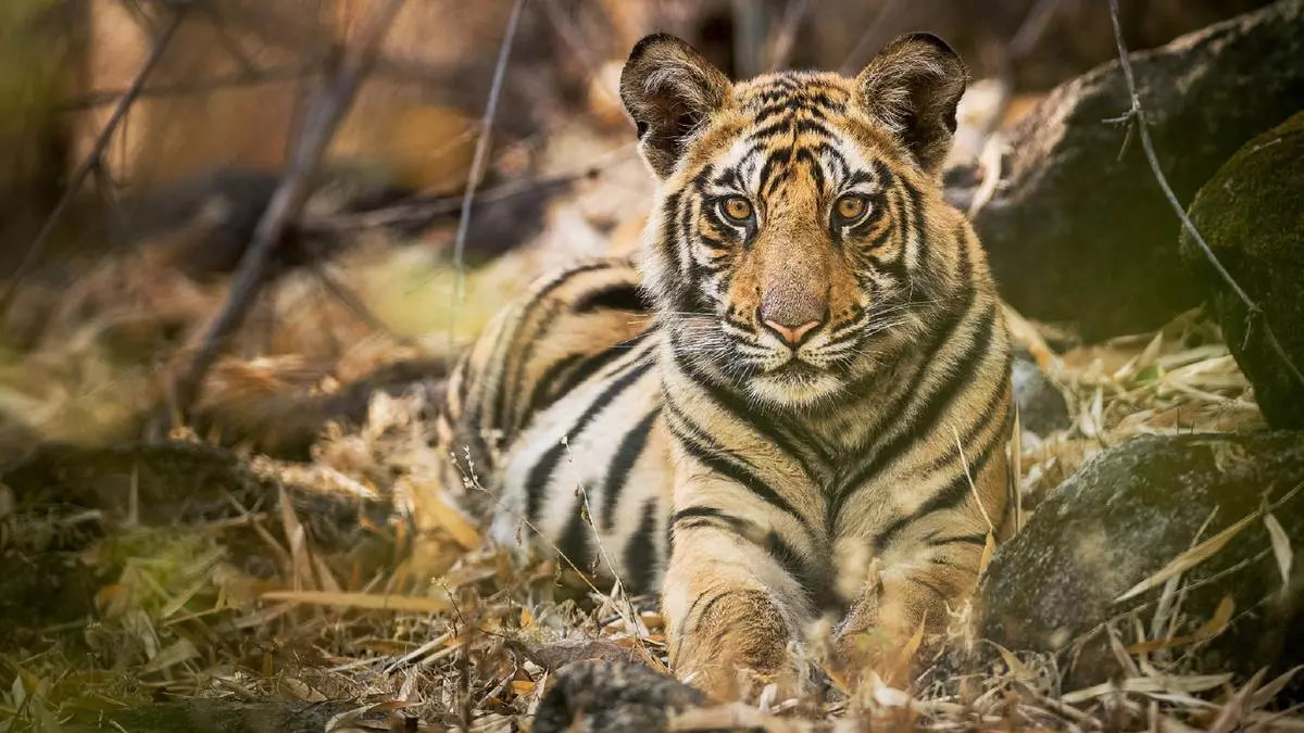 How tigers in Uttarakhand’s Thano range are under threat from an airport project