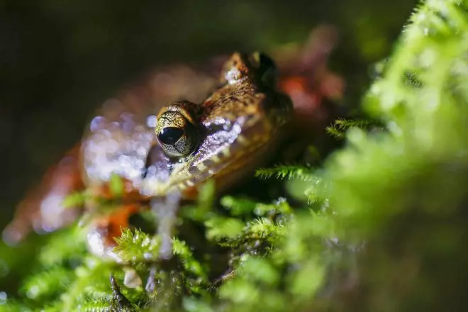 Indirana Chiravasi, běžně známá jako Amboli skákající žába.