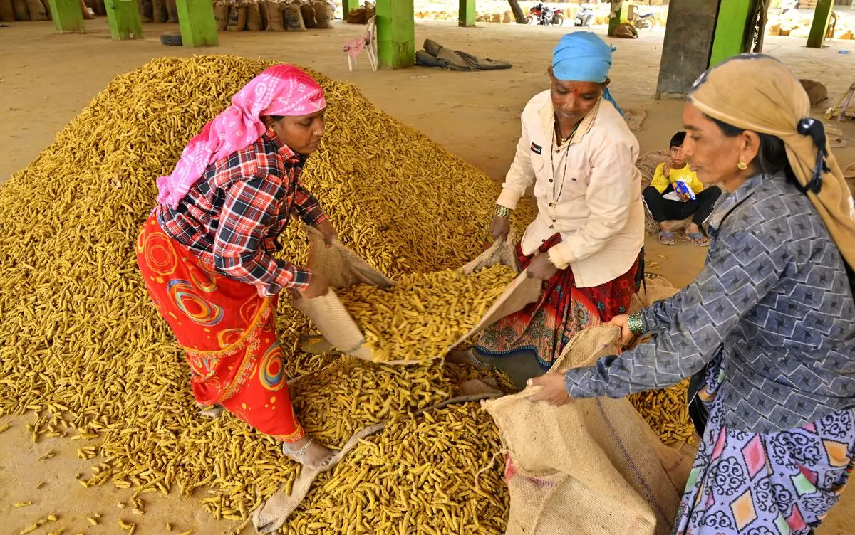 Farmers segregating dried turmeric at Telangana’s Nizamabad Agriculture Market yard, on February 22, 2025. Although Bhatti Vikramarka stated that the Congress government “prioritises farmers’ welfare”, budgetary allocations tell a different story.