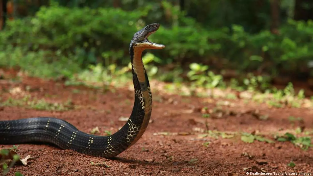 India is ignoring its deadly snakebite crisis