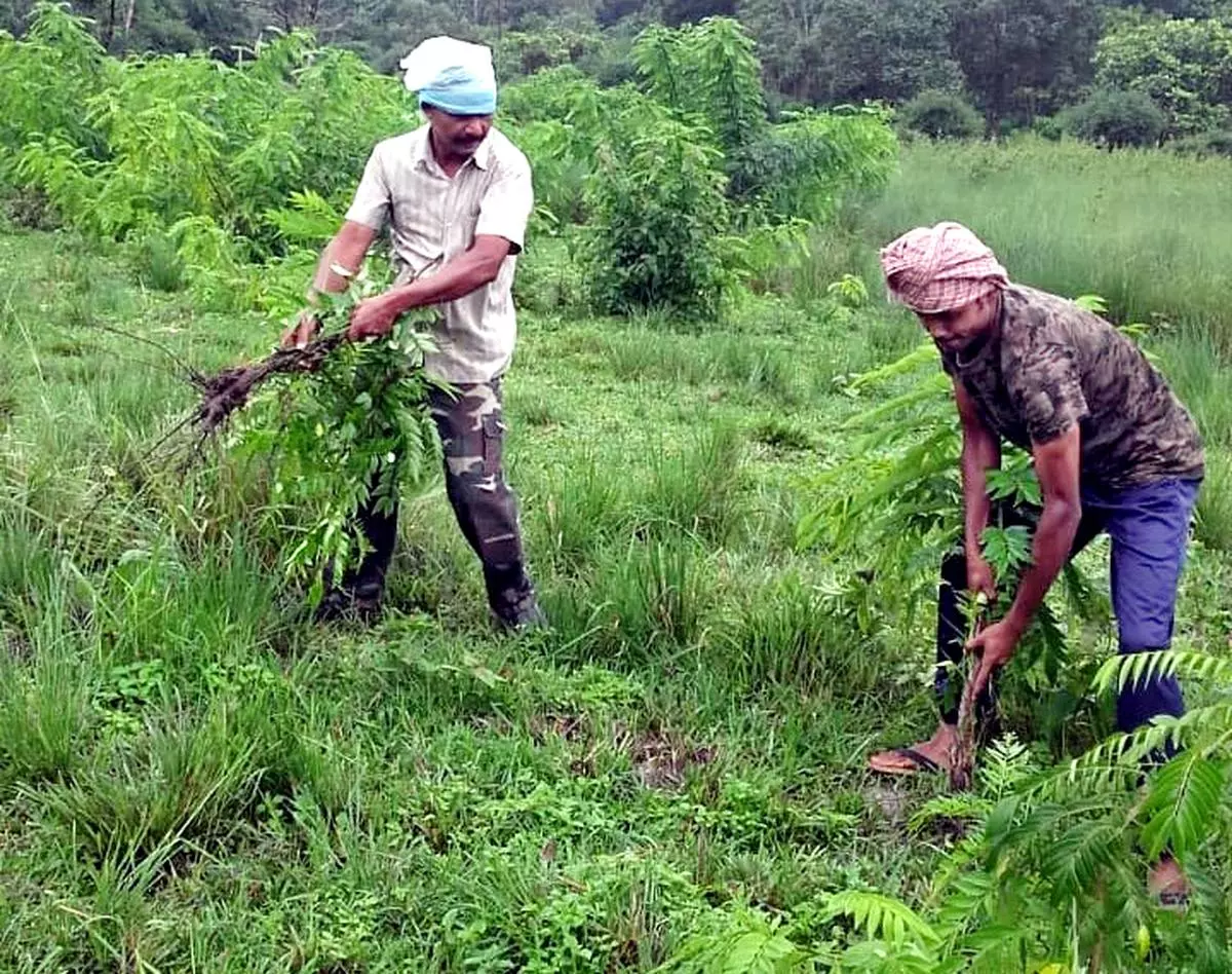 Impact of alien plants on Western Ghats causes concern - Frontline