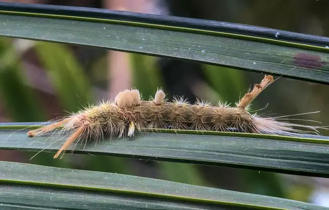 Brown tussock moth caterpillar