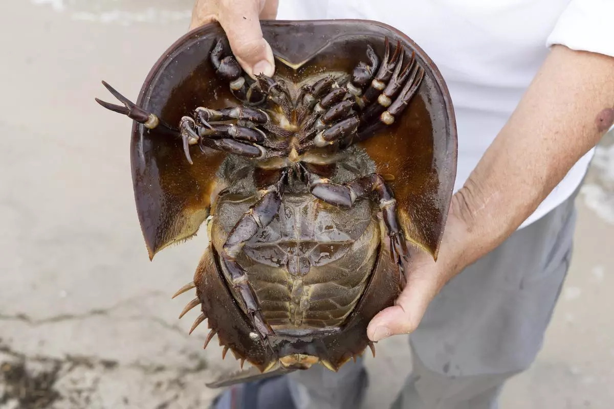 Blue blood from horseshoe crabs Valuable for medicine, but a declining