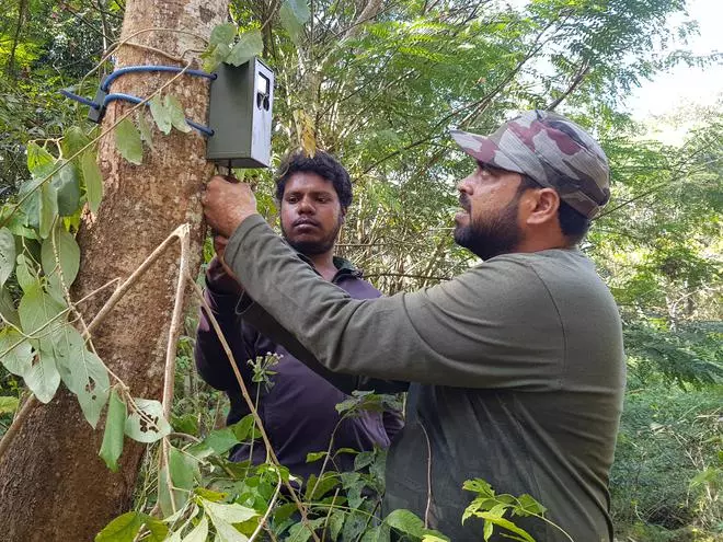 Rajkumar T. (left) and Nisar Ahmed of the Nature Conservation Foundation installing a camera trap in Kattepura forest in Kodagu district to understand the movement of elephants from Kodagu to Hassan.