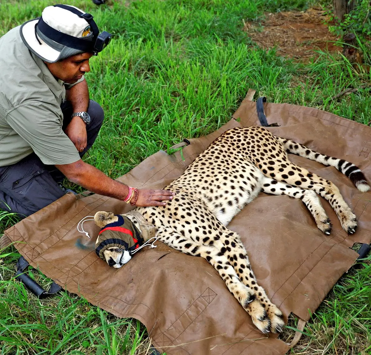 राष्ट्रीय बाघ संरक्षण प्राधिकरण के उप महानिरीक्षक (वन) राजेंद्र गरवाड़ 17 फरवरी, 2023 को दक्षिण अफ्रीका के लिम्पोपो स्थित रूइबर्ग पशु चिकित्सा सुविधा में एक बेहोश चीते का निरीक्षण करते हुए, इससे पहले कि उसे 11 अन्य चीतों के साथ दक्षिण अफ्रीका से भारत लाया जाता।