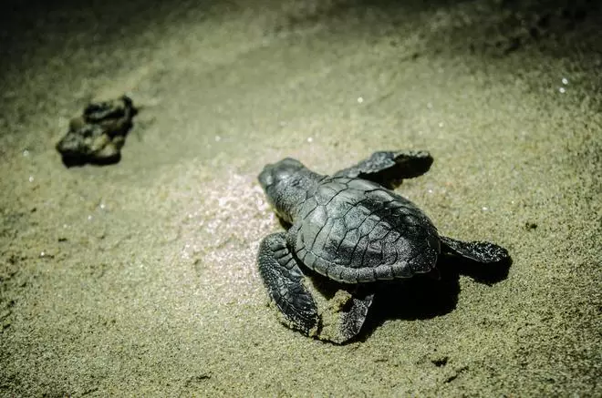 An Olive Ridley hatchling on the island making its way to the sea.