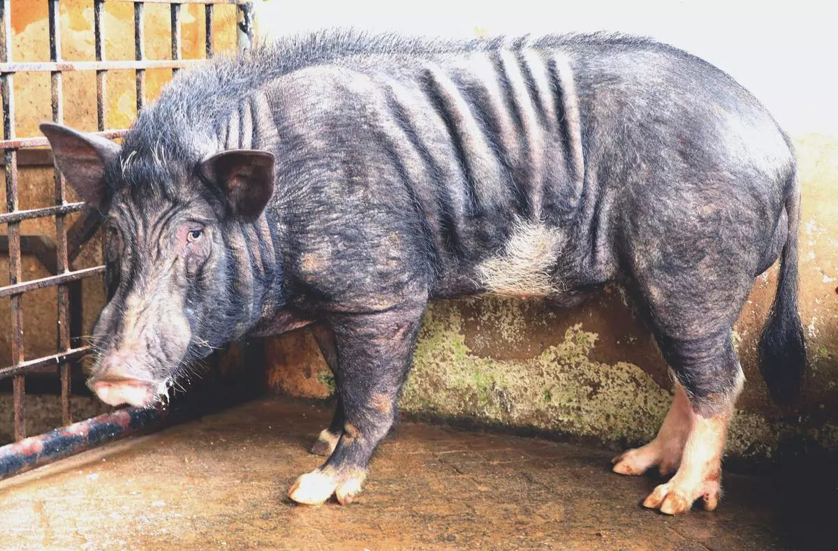 The Nicobari pig forms a vital prey base for apex predators like crocodiles and is extremely important to the indigenous Shompen and Nicobarese tribes who rely upon it as a primary source of meat. The Nicobarese share a close, special relationship with the wild pig, and regard it as the “food of their ancestors”.