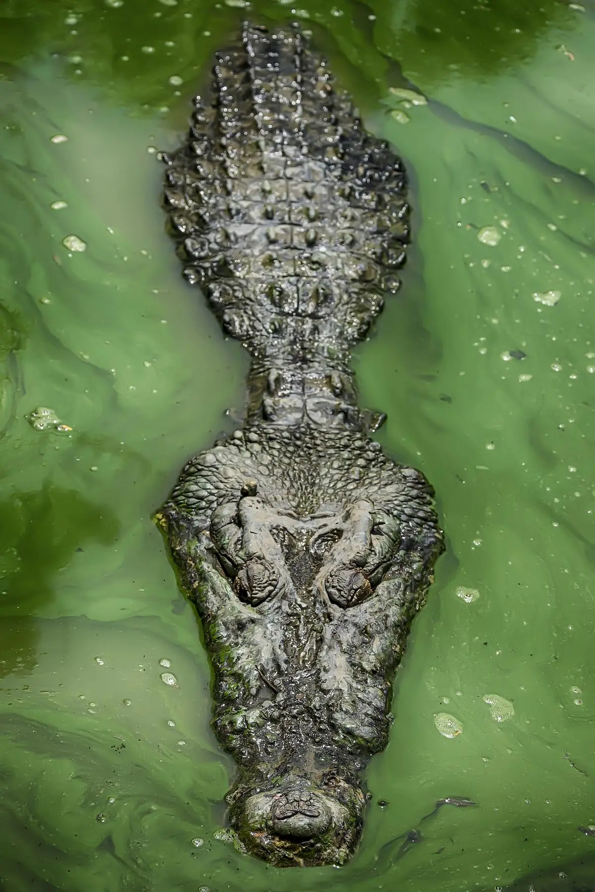 A saline water crocodile from east Kalimantan, a symbol of Indonesia’s rich biodiversity, found in lush mangroves and coastal waters, these apex predators play a vital role in the region’s delicate ecosystem. East Kalimantan’s wildlife is a testimony to the beauty and resilience of nature. 