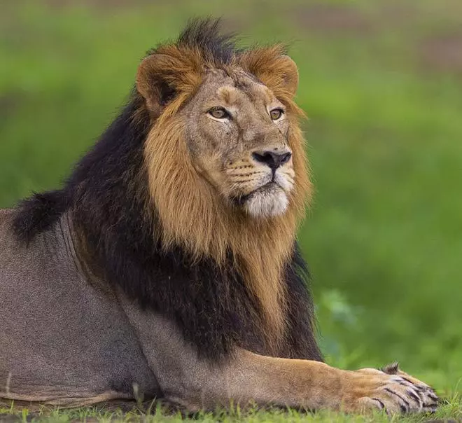 An adult male lion in his prime with a magnificent mane.