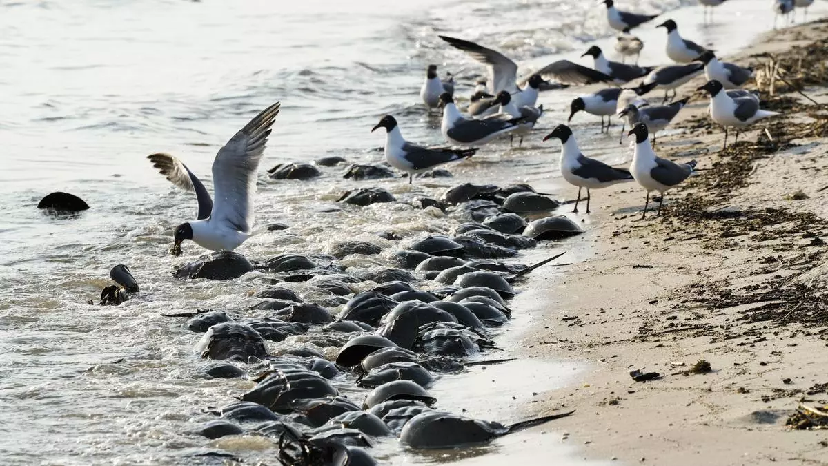 SCIENCE | Worries over harvesting blue blood from horseshoe crabs