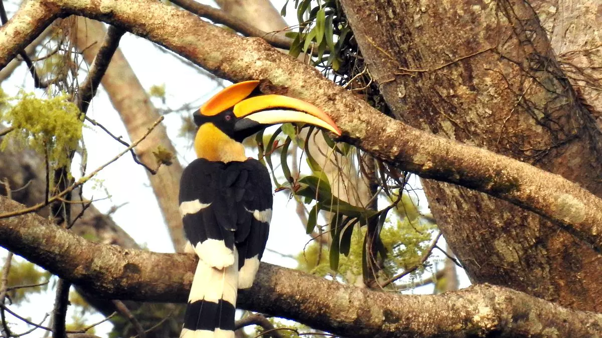 Are hornbills in danger due to extreme weather conditions?