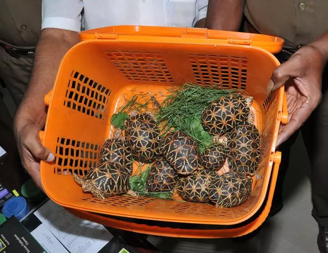 Star tortoises seized from a person at Madurai airport on September 28, 2015. “Until now, CITES provisions were enforced through the Customs Act and not the Wildlife (Protection) Act, which was a major lacunae,” said Ritwick Dutta, environmental lawyer and founder of LIFE.
